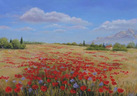 champ de coquelicots